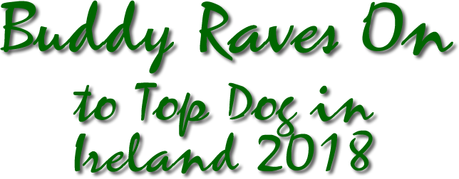 Buddy Raves On to Top Dog In Ireland 2018