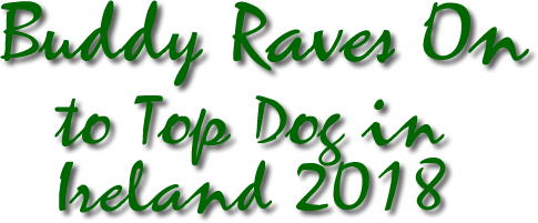 Buddy Raves On to Top Dog In Ireland 2018